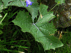 Adenostyles leucophylla