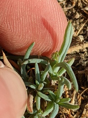 Salsola