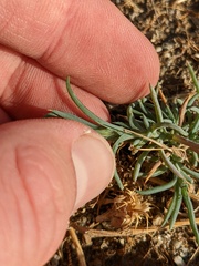 Salsola