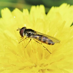 Melangyna viridiceps