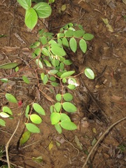Synaptolepis oliveriana