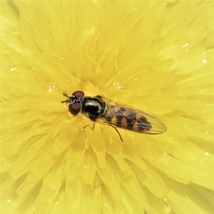 Melangyna viridiceps