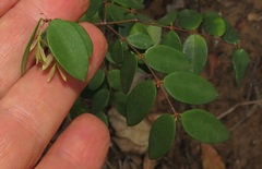 Synaptolepis oliveriana