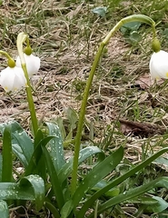 Leucojum vernum