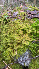 Hylocomium splendens