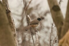 Pterorhinus perspicillatus