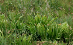 Schizocarphus nervosus