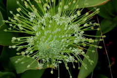 Schizocarphus nervosus