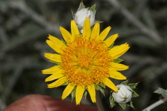Berkheya carlinopsis magalismontana