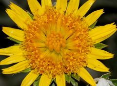 Berkheya carlinopsis magalismontana
