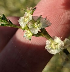 Salsola