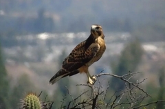 Geranoaetus polyosoma