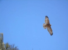 Geranoaetus polyosoma