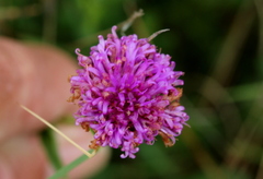 Pseudopegolettia tenella