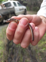 Oligosoma aeneum