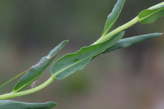 Pseudopegolettia tenella