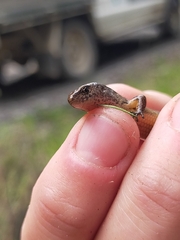 Oligosoma aeneum