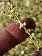 Salsola