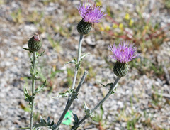 Cirsium undulatum