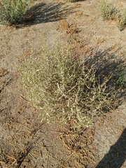 Salsola