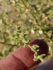 Salsola