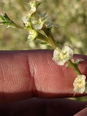 Salsola