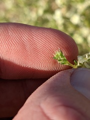 Salsola
