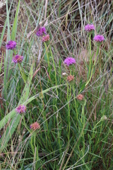 Pseudopegolettia tenella