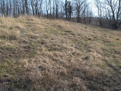 Pulsatilla grandis