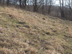 Pulsatilla grandis