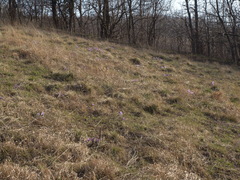 Pulsatilla grandis