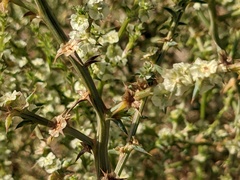 Salsola