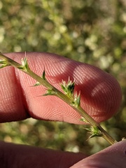 Salsola