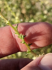 Salsola
