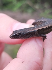 Oligosoma aeneum