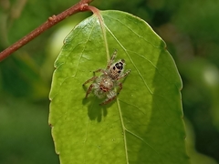 Hyllus