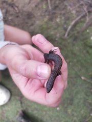 Oligosoma aeneum