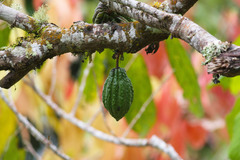 Theobroma cacao
