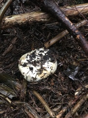Russula cascadensis