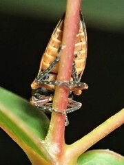 Eurymeloides adspersa