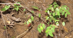 Synaptolepis oliveriana