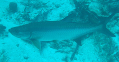 Megalops atlanticus