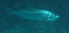 Megalops atlanticus