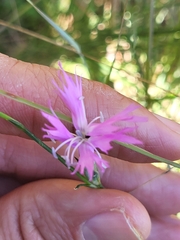 Dianthus broteri