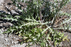 Cirsium undulatum