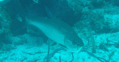 Megalops atlanticus