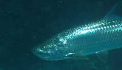 Megalops atlanticus