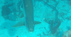 Megalops atlanticus