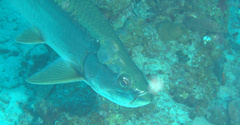 Megalops atlanticus