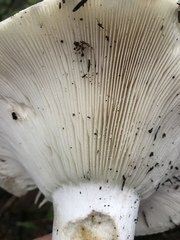 Russula cascadensis